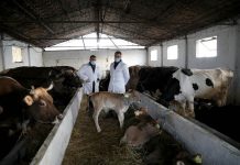 Nisin më 24 mars aplikimet për shpërndarjen e fondeve për fermat, bizneset e bimëve medicinale, qumështit, agroturizmit dhe bujtinave