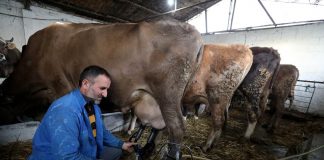 FOTOT/ Gëzimi, fermeri i mirë i Cërrikut