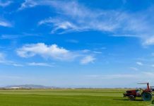 “Qilimi i blertë”/ Gjysh Marku dhe Ervisi prodhojnë tapetet e barit më të mira në Shqipëri