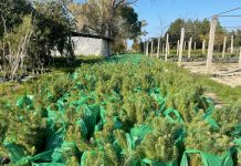 Biznesmeni shqiptar në Londër dhuron 10 mijë fidanë për pyllëzimin e Shkodrës