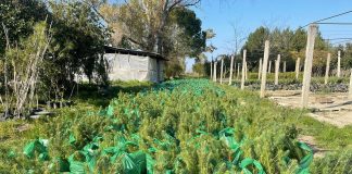 Biznesmeni shqiptar në Londër dhuron 10 mijë fidanë për pyllëzimin e Shkodrës