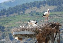 FOTOT/ Lejlekët po vijnë dhe shtëpinë do e gjejnë gati!