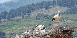 FOTOT/ Lejlekët po vijnë dhe shtëpinë do e gjejnë gati!