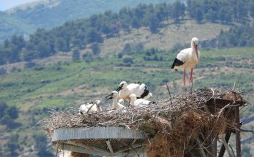 FOTOT/ Lejlekët po vijnë dhe shtëpinë do e gjejnë gati!