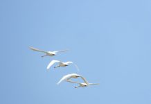 FOTOT/ Vrojtim i rrallë i mjellmës së vogël (CYGNUS COLUMBIANUS) në Shqipëri