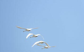 FOTOT/ Vrojtim i rrallë i mjellmës së vogël (CYGNUS COLUMBIANUS) në Shqipëri