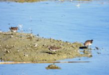 Vrojtimi i parë i gjelacit të vogël këmbëverdhë në Parkun Kombëtar Divjakë-Karavasta