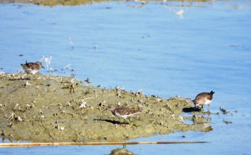 Vrojtimi i parë i gjelacit të vogël këmbëverdhë në Parkun Kombëtar Divjakë-Karavasta