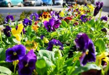 FOTOT/ Në Sarandë, pranvera vjen më shpejt