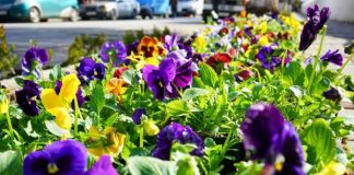 FOTOT/ Në Sarandë, pranvera vjen më shpejt