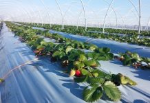 Bujqësia/ Rimbursohet TVSH për rinovimin e plastmasit të serrave, si të përfitoni