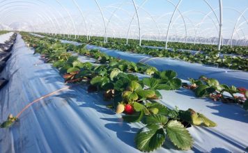 Bujqësia/ Rimbursohet TVSH për rinovimin e plastmasit të serrave, si të përfitoni