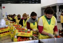 Lajm i mirë për bujqësinë/ Dyfishohen eksportet e fruta-perimeve drejt tregjeve europiane