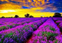 Malësia e Madhe zë vendin e parë për sasinë e kultivimit të bimëve mjekësore aromatike