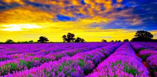 Malësia e Madhe zë vendin e parë për sasinë e kultivimit të bimëve mjekësore aromatike