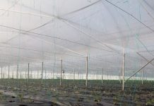 Sera diellore moderne/ Njihuni me Agronin, fermerin model