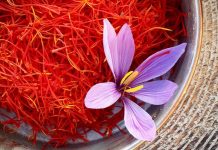 “Ari i kuq”, erëza më e shtrenjtë në botë rritet edhe në Shqipëri