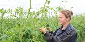 USAID, financime për 31 agrobiznese në pronësi të grave