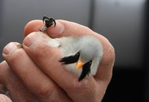 FOTO/ Nis procesi i unazimit të shpendëve në liqenin e Prespës së Vogël