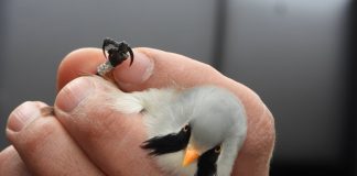 FOTO/ Nis procesi i unazimit të shpendëve në liqenin e Prespës së Vogël