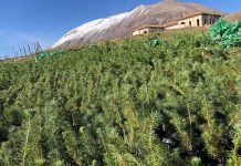 Kurveleshit dhe Luginës së Drinos i shtohen 600 pisha të reja