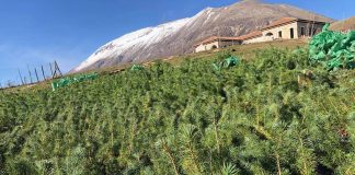 Kurveleshit dhe Luginës së Drinos i shtohen 600 pisha të reja