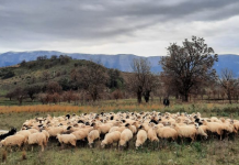 Model pune/ 24-vjeçari nga Radhima ngre fermën model me 320 krerë