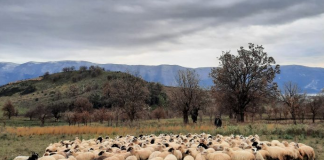 Model pune/ 24-vjeçari nga Radhima ngre fermën model me 320 krerë