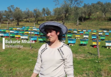 Historia frymëzuese e Bukuries/ Ka 700 koshere me bletë të ndara në 7 parqe