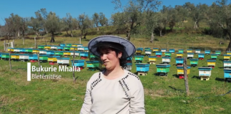 Historia frymëzuese e Bukuries/ Ka 700 koshere me bletë të ndara në 7 parqe