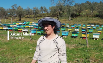 Historia frymëzuese e Bukuries/ Ka 700 koshere me bletë të ndara në 7 parqe