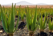 Kultivimi i Aloe Verës në Shqipëri, një biznes fitimprurës