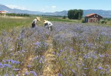 Si po i zgjerojnë fermerët sipërfaqet e tokave të mbjella me bimë mjekësore dhe aromatike