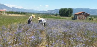 Si po i zgjerojnë fermerët sipërfaqet e tokave të mbjella me bimë mjekësore dhe aromatike