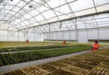 Tregu u rrit në 85 shtete/ Mbi 80% e prodhimit bujqësor “Made in Albania” të serrave eksportohet