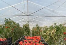 TABELA/ Shifrat pozitive të eksporteve bujqësore për muajin mars