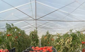 A e dini kush është partneri më i madh tregtar i Shqipërisë