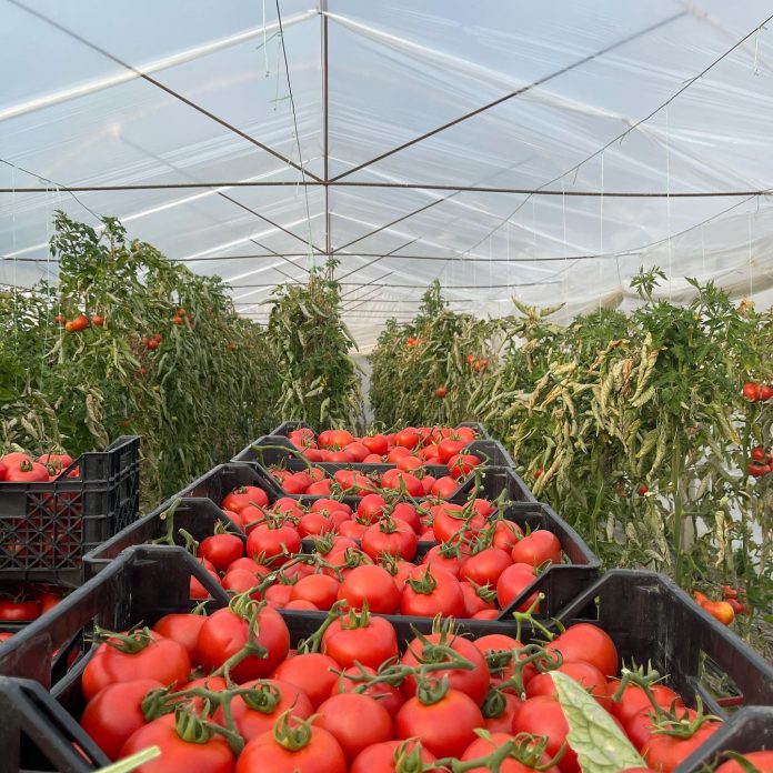 Rritet prodhimi në serra/ Kryeson domatja, Fieri ka më shumë se gjysmën