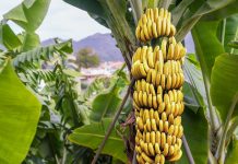 Katër probleme shëndetësore që bananet i zgjidhin më mirë se vetë ilaçet