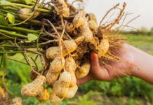 Kikirikë nga bahçet shqiptare, dy emigrantët që po provojnë kultivimin e tyre