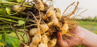 Kikirikë nga bahçet shqiptare, dy emigrantët që po provojnë kultivimin e tyre