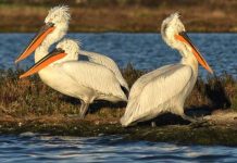 Nis numërimi i pelikanit kaçurrel
