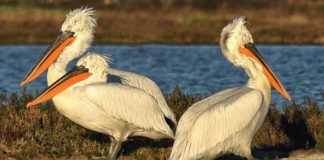 Nis numërimi i pelikanit kaçurrel