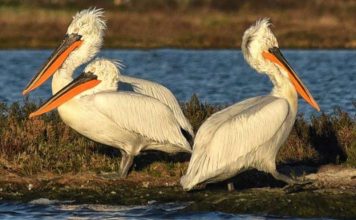 Nis numërimi i pelikanit kaçurrel