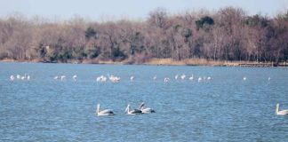 FOTOT/ Biodiversiteti është ushqimi që hamë, uji që pimë, ajri që marrim frymë