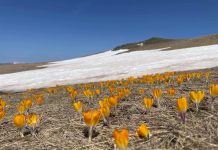 FOTOT/ Shafrani i Sharrit, bima e trojeve shqiptare