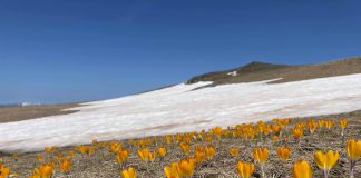 FOTOT/ Shafrani i Sharrit, bima e trojeve shqiptare