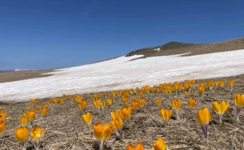 FOTOT/ Shafrani i Sharrit, bima e trojeve shqiptare
