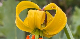 FOTOT/ Zambaku shqiptar, që njihet në gjithë botën