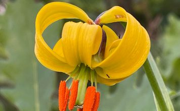 FOTOT/ Zambaku shqiptar, që njihet në gjithë botën